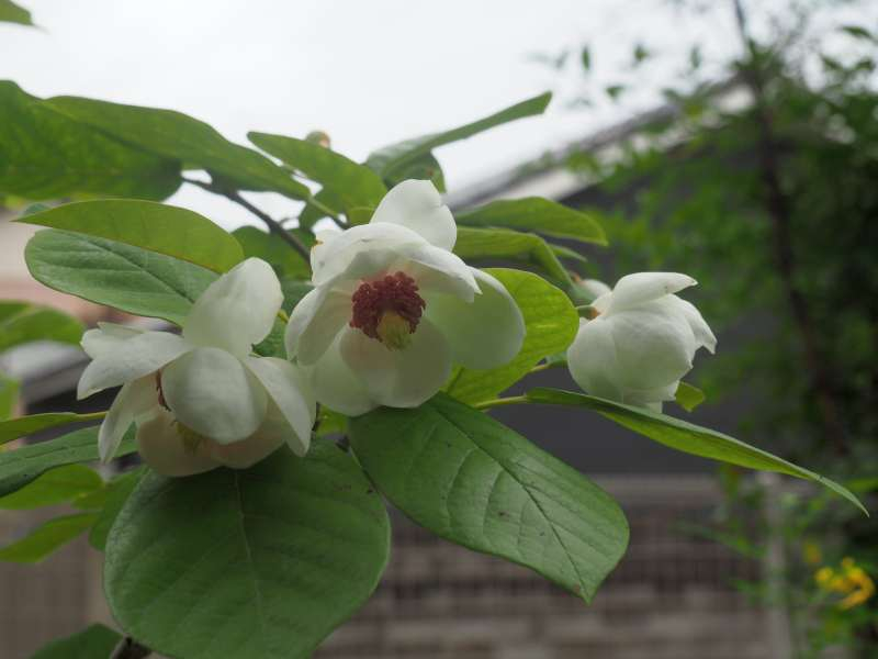 P5246636