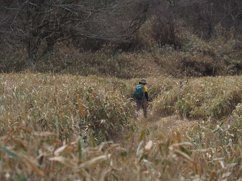 P4264099sasahara