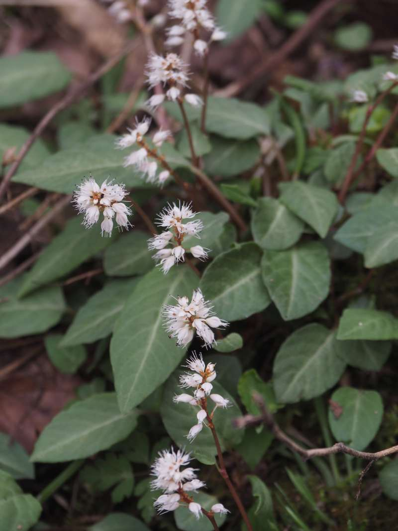 P4264206