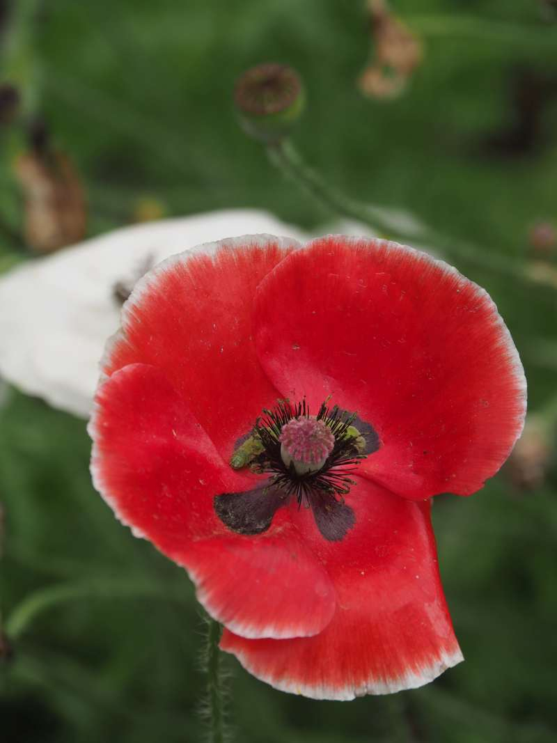 P5256680_2