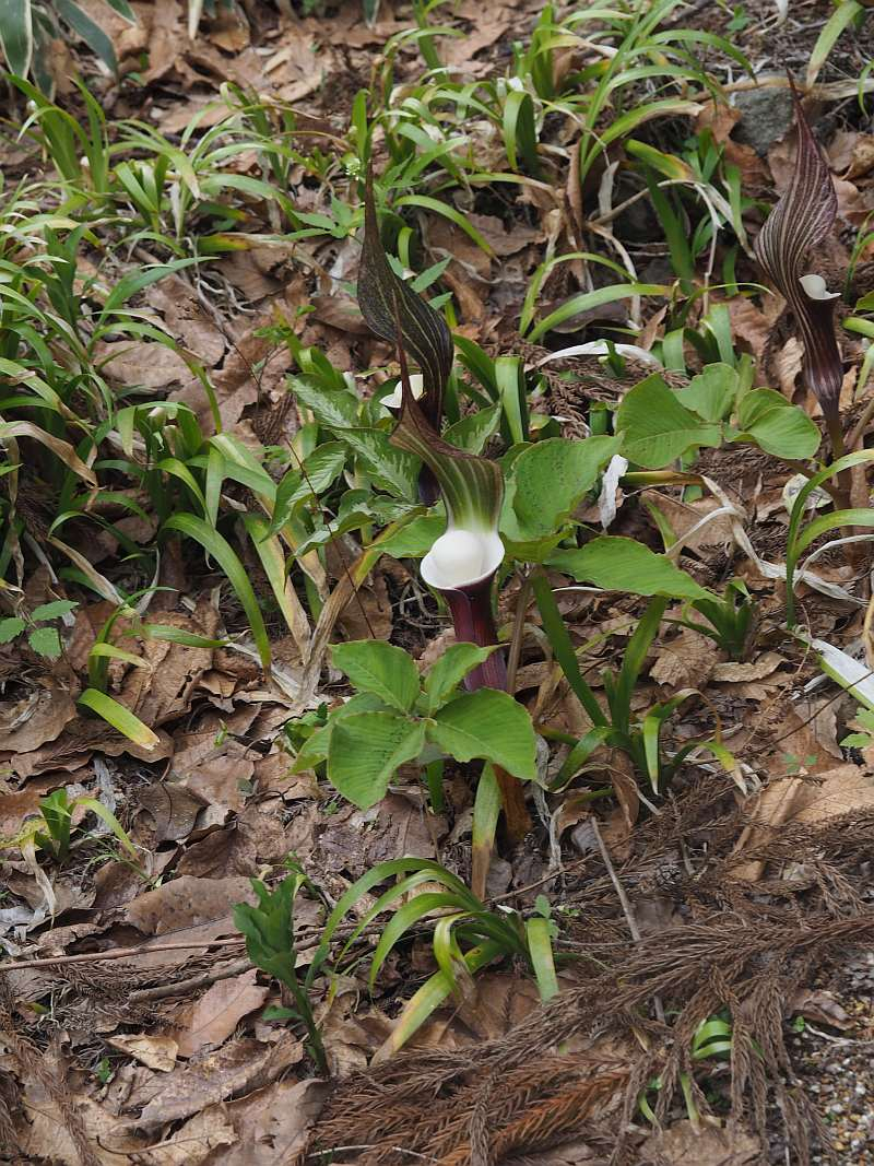 P4264219