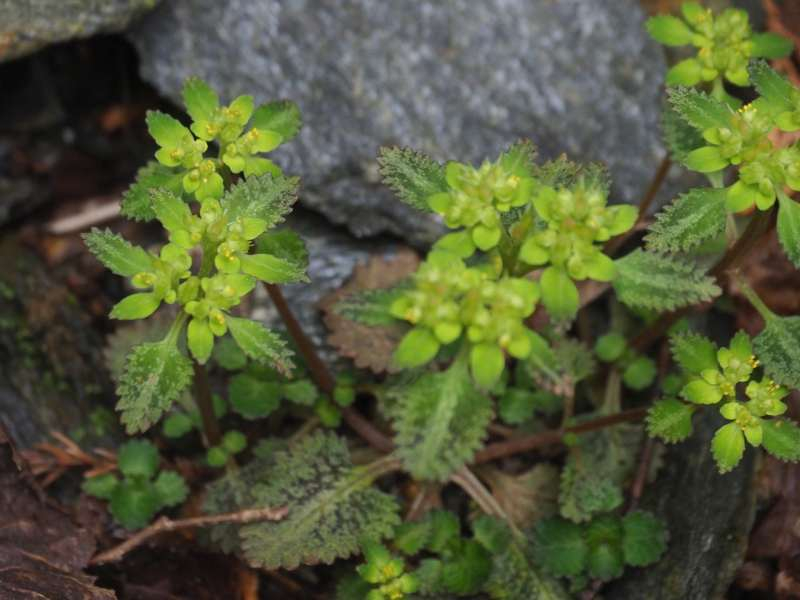 P5034602