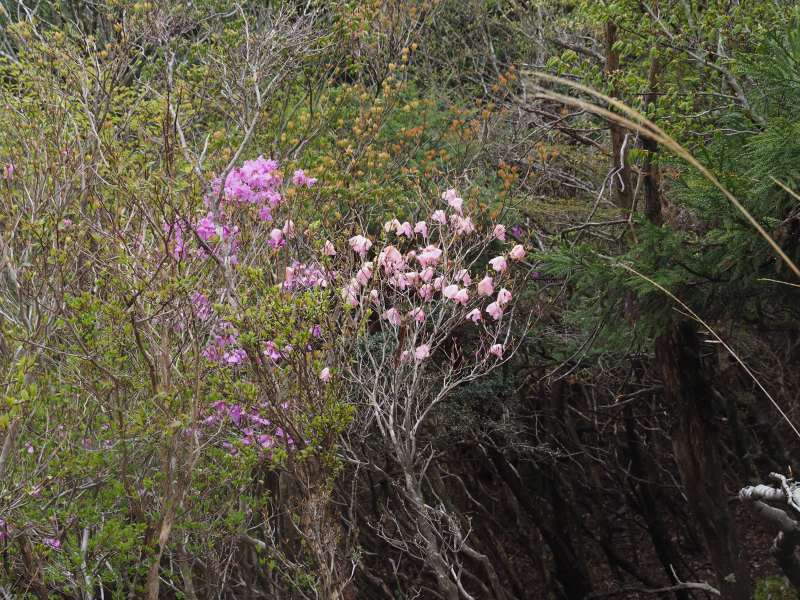P5034617