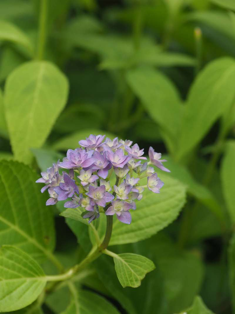 P5307228