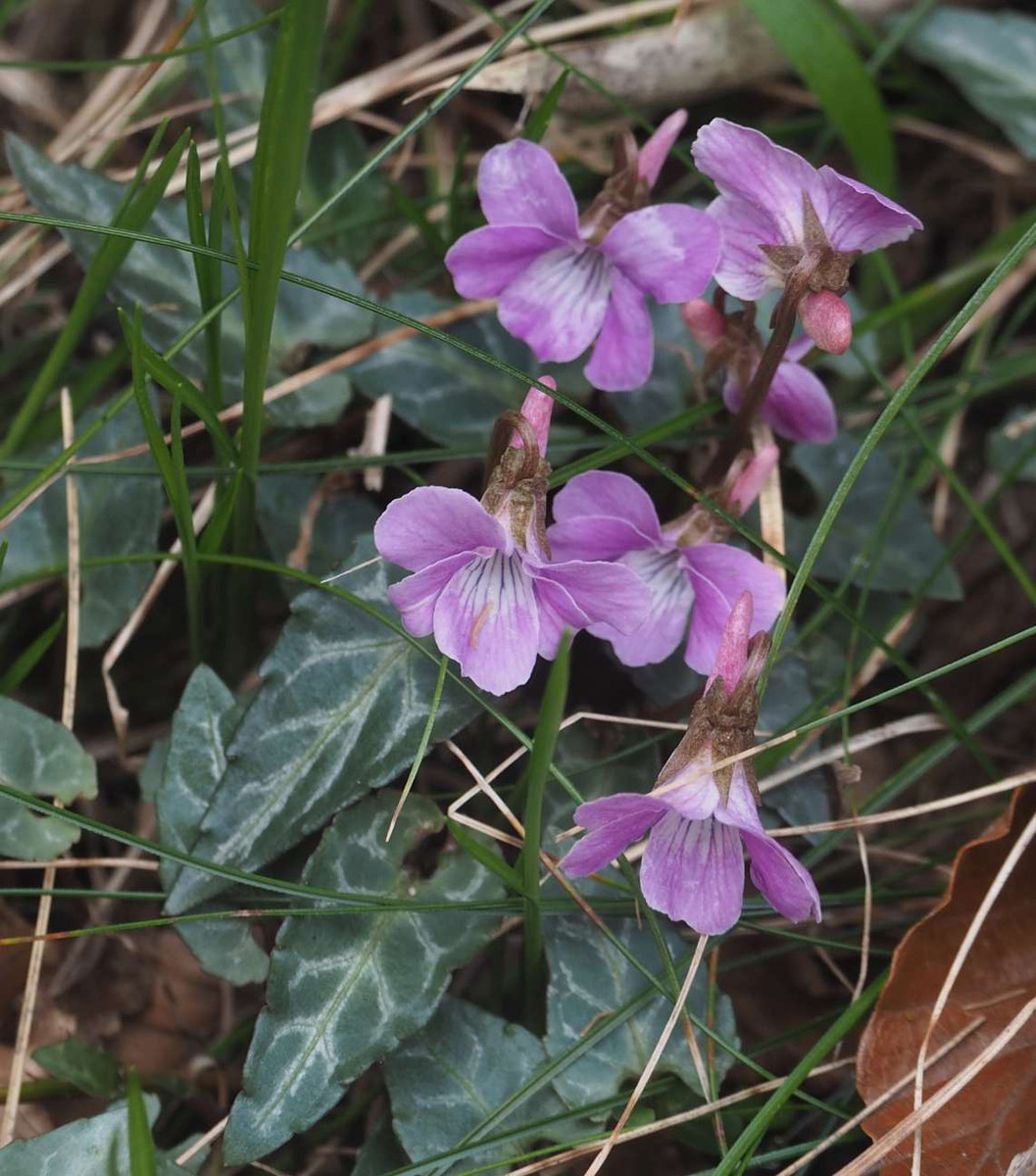 P5034797