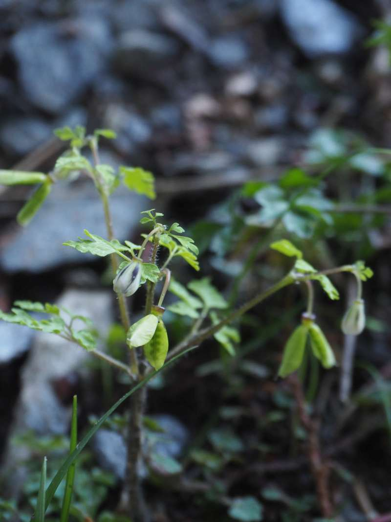 P5034933
