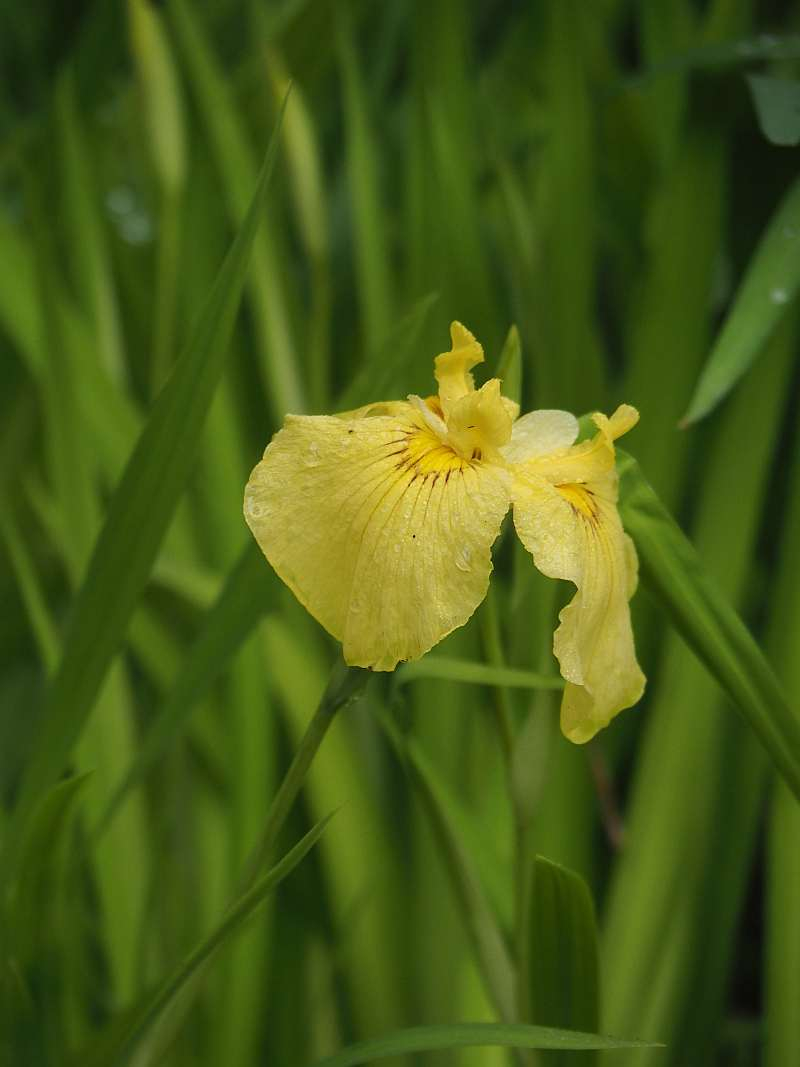 P6037586