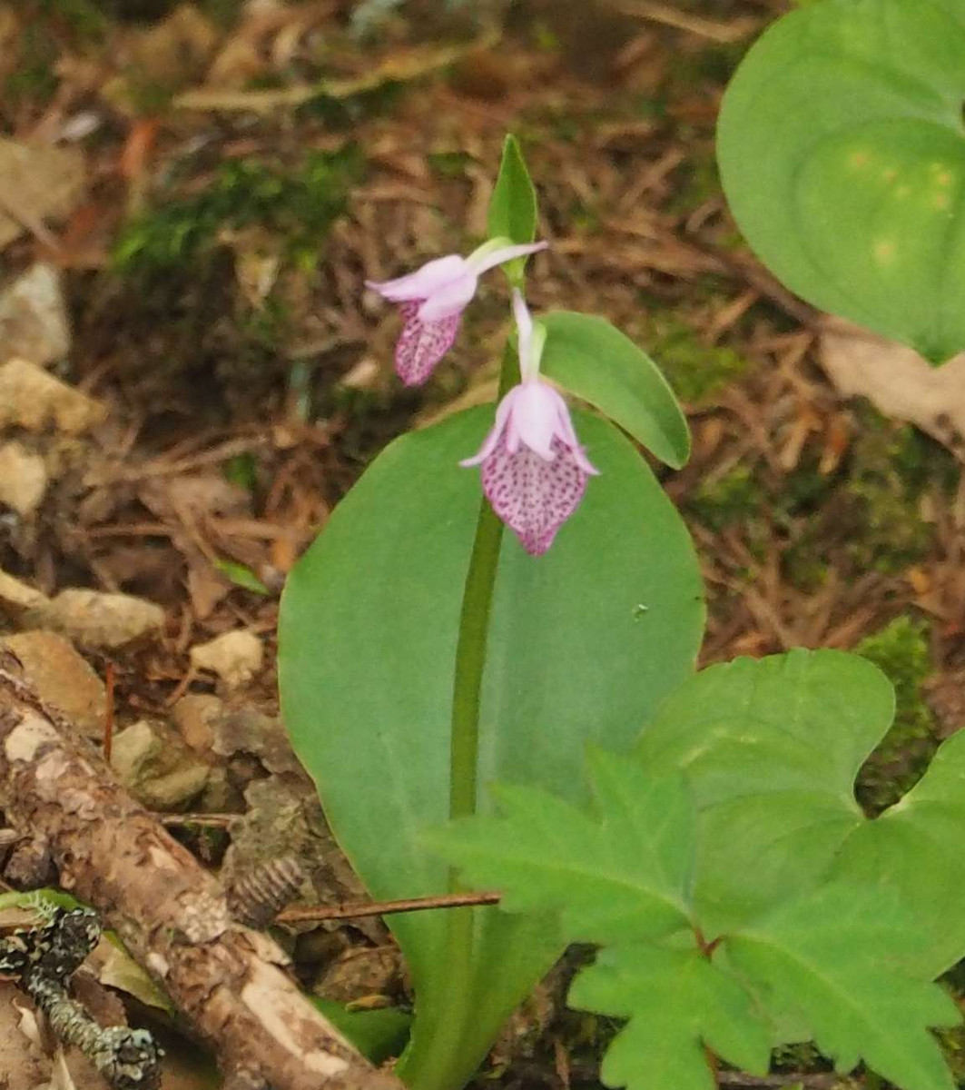 P6088124
