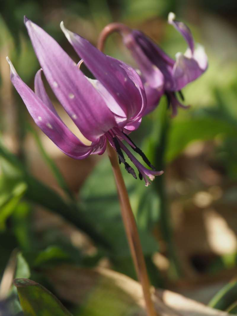P5145833