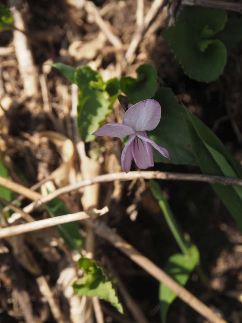 P5145874