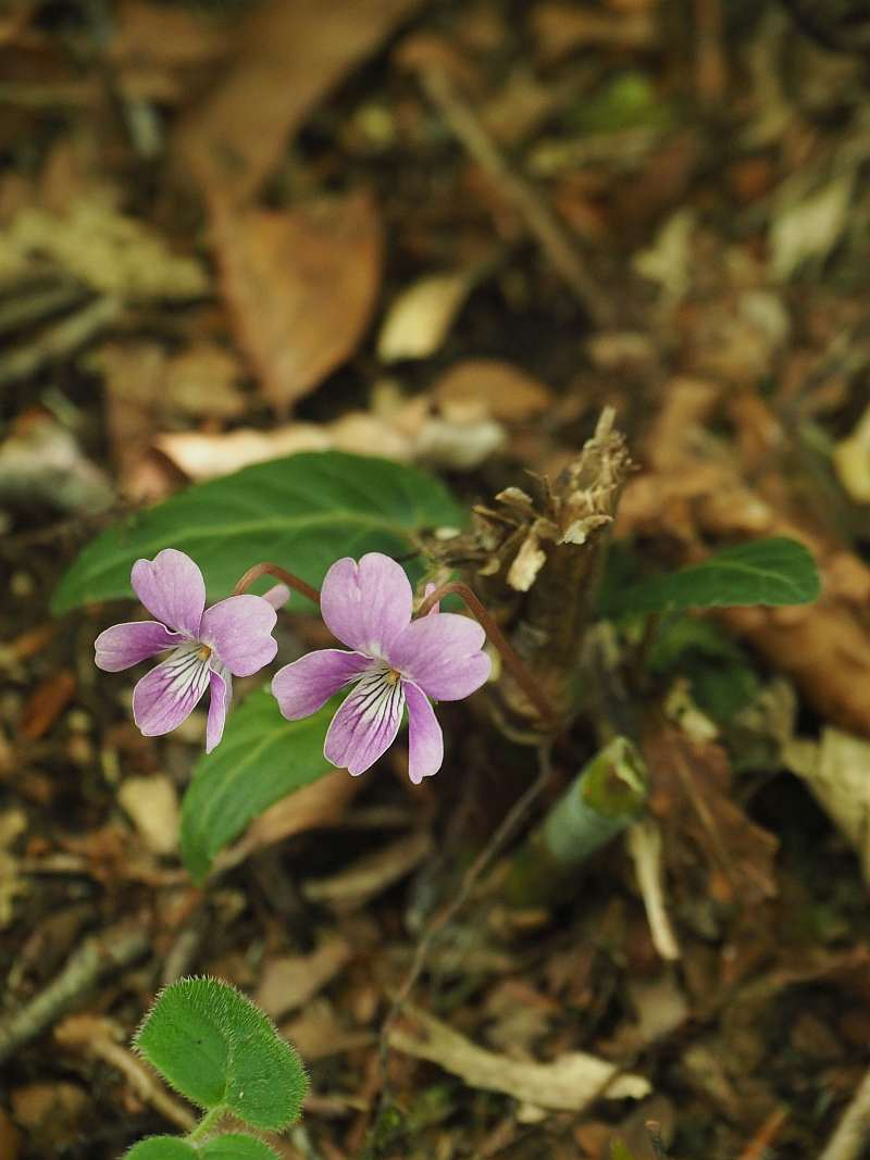 P5145889