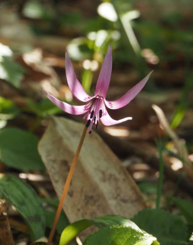 P5145922