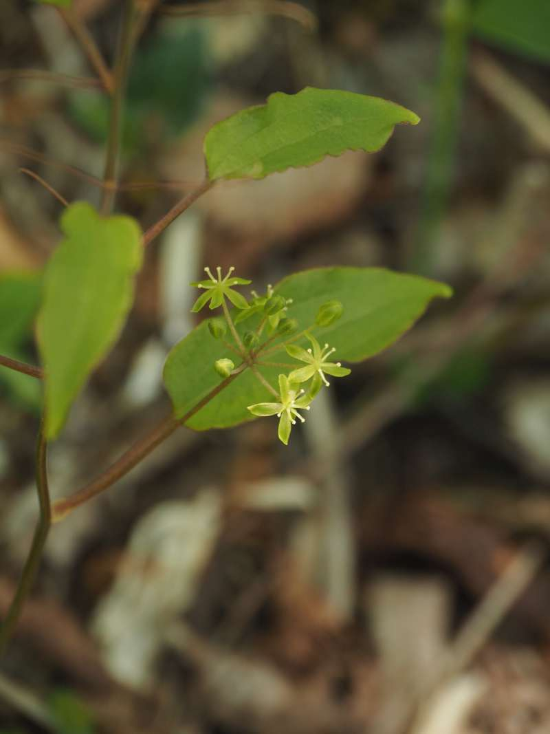 P5145996