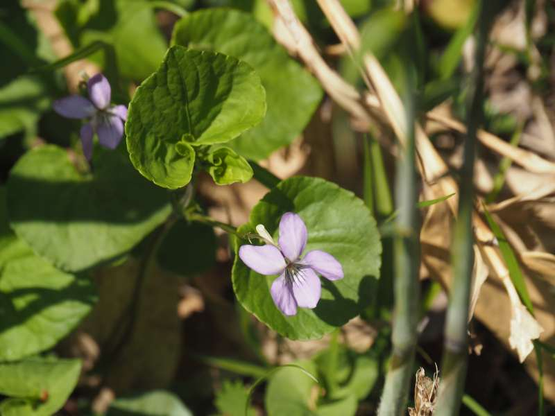 P5146018