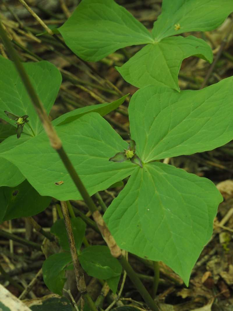 P5146028