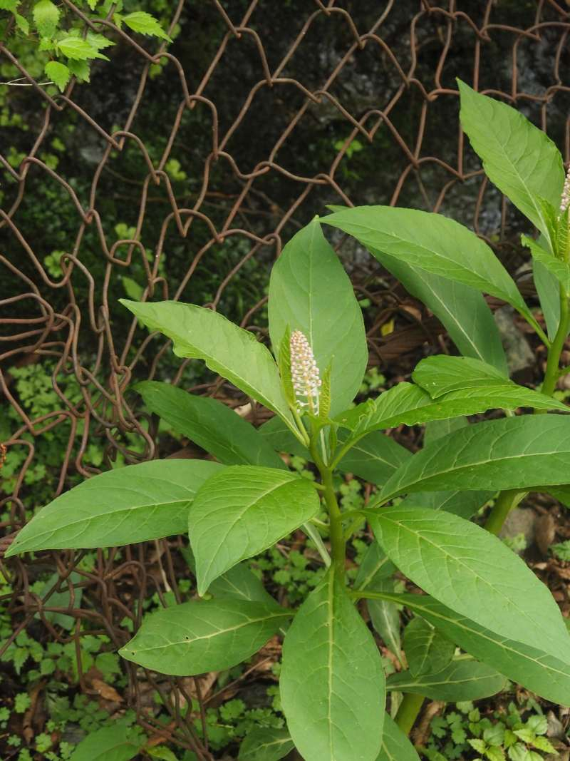 P5276733