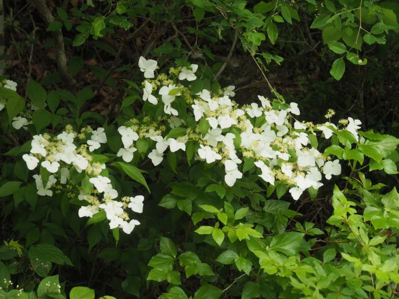 P5276738