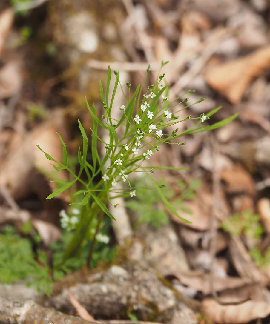 P5276976