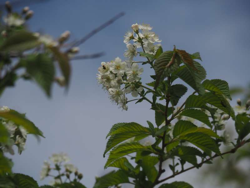 P5276998