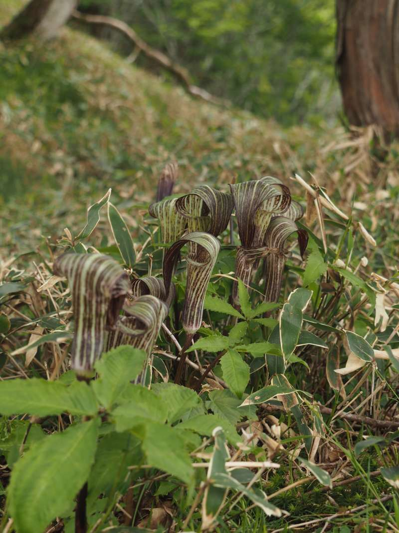 P5277076