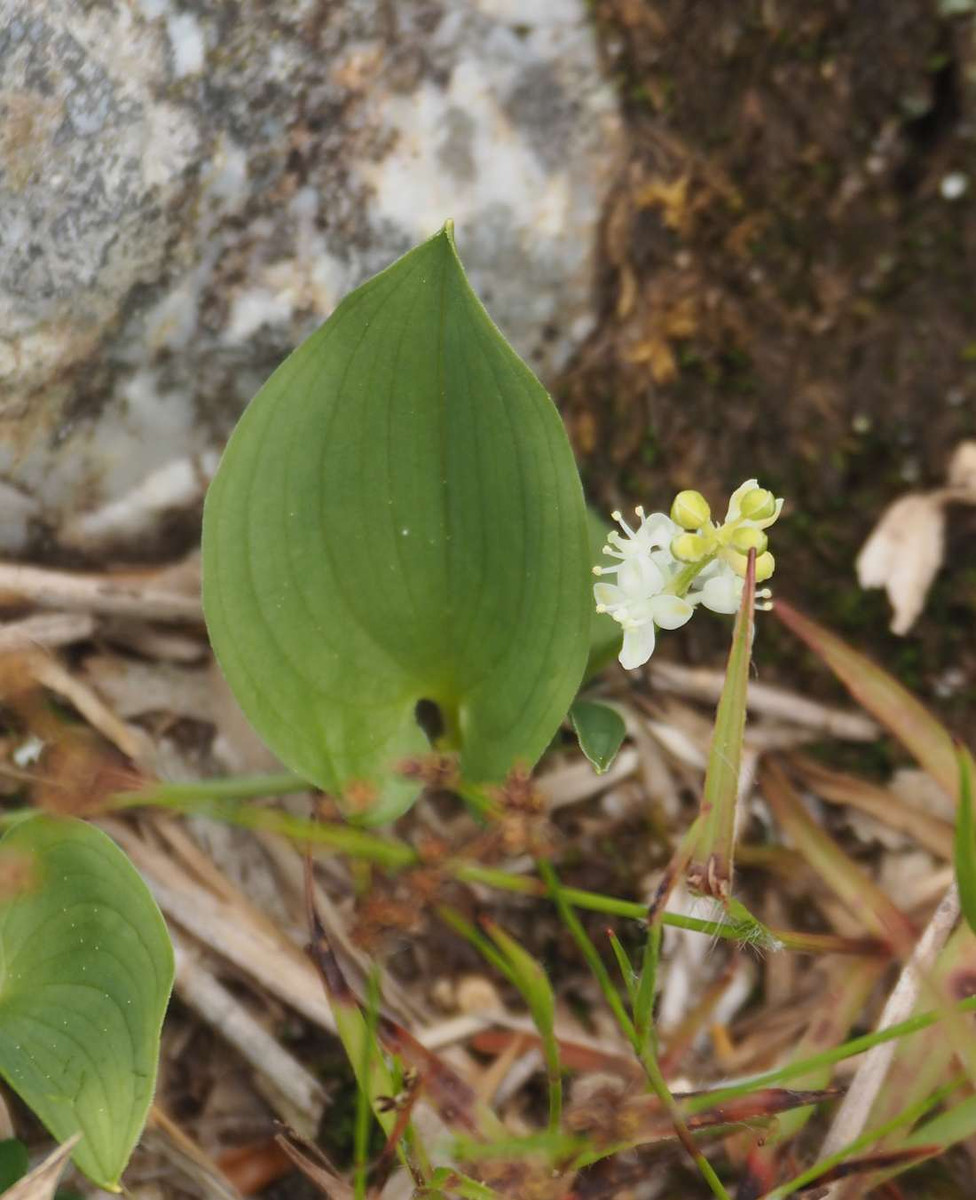 P5277077