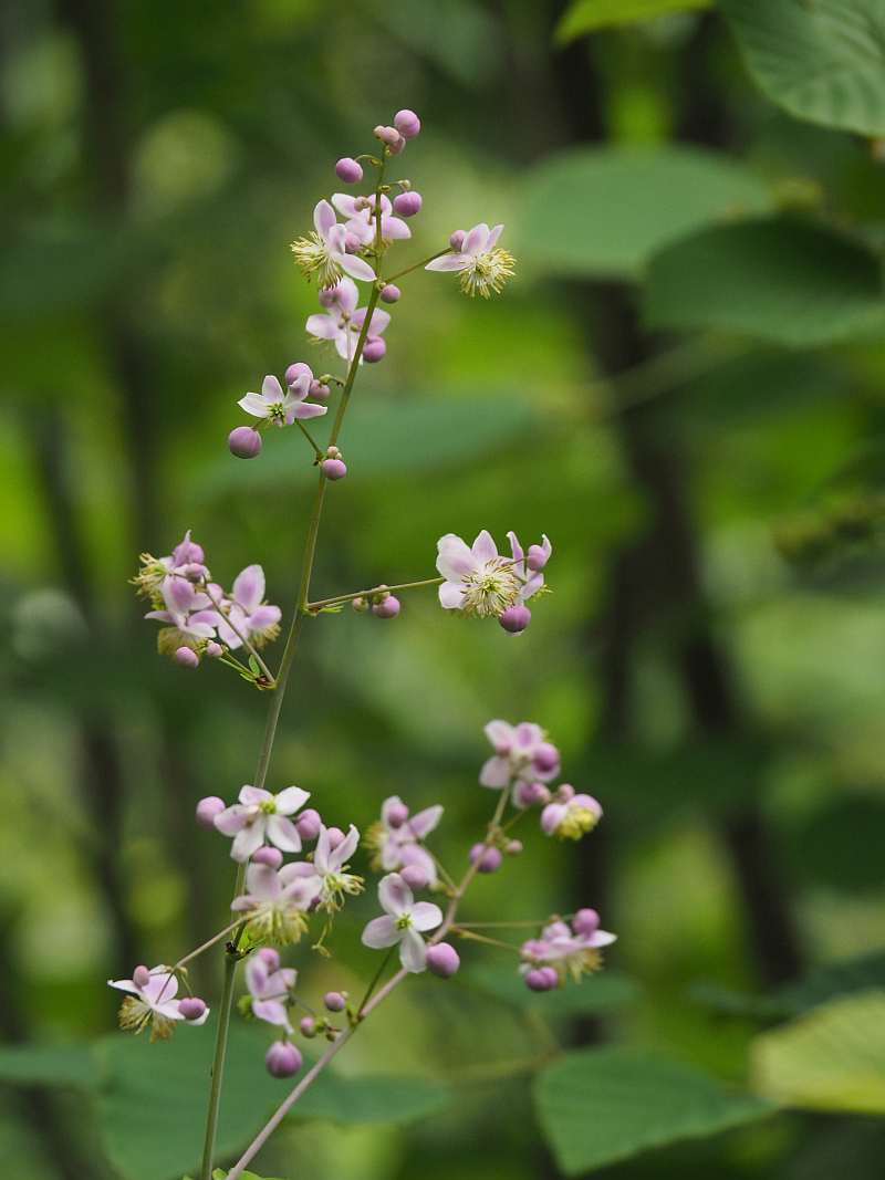 P6258977