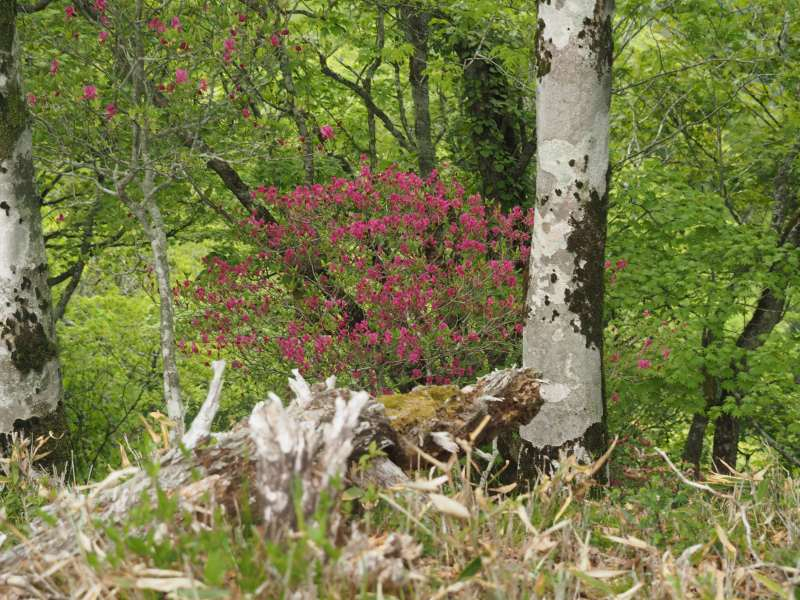 P5277090
