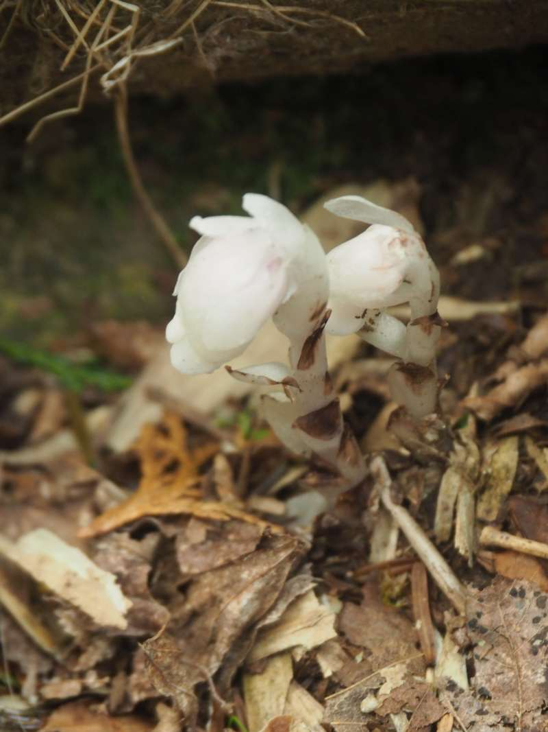 P5277144