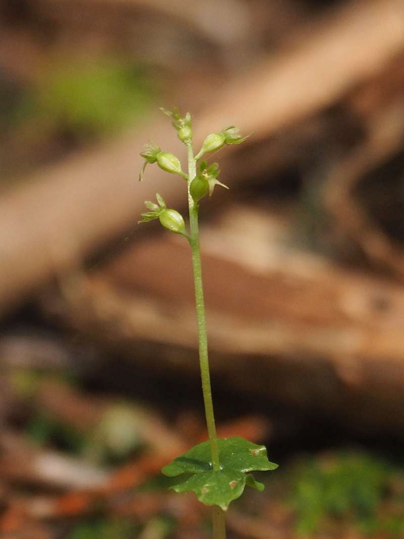 P6017429