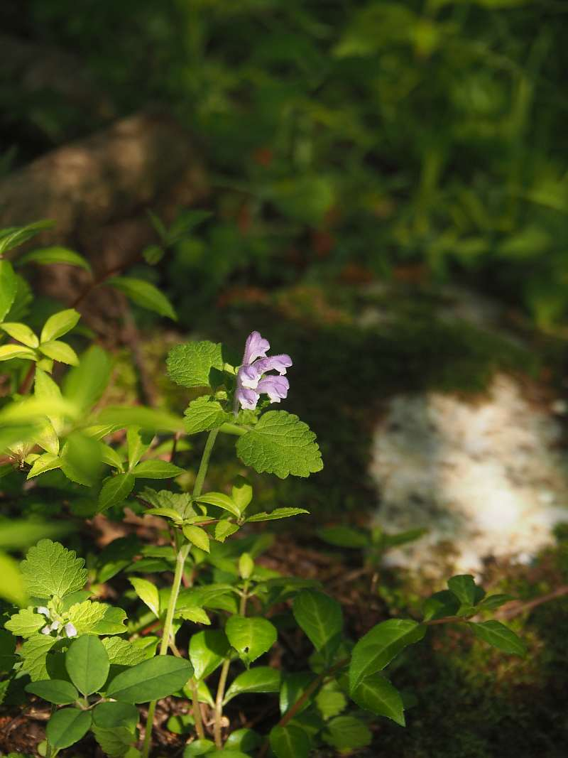 P6017302