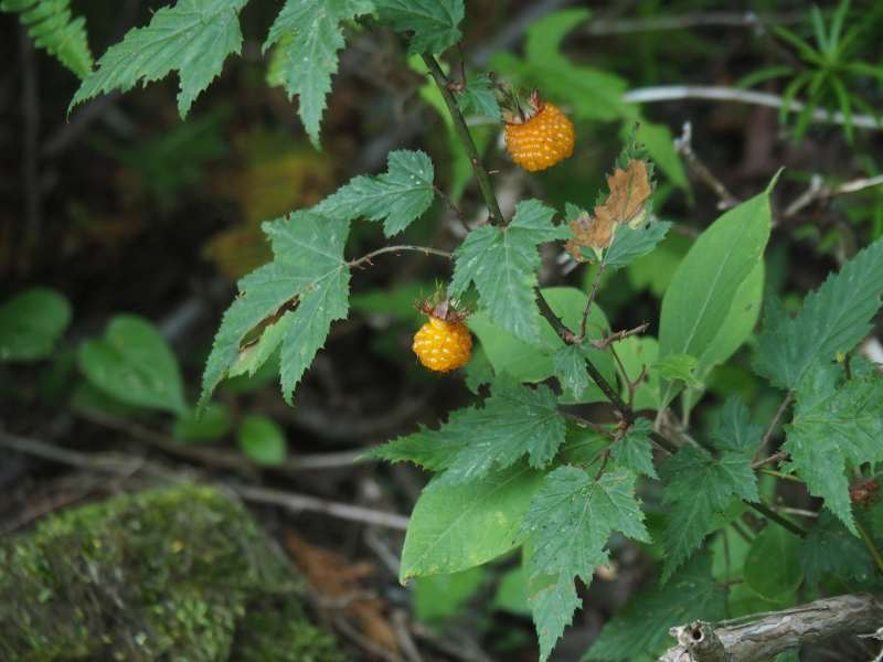P6017305