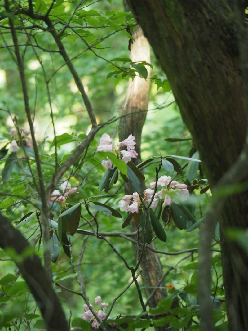 P6017338