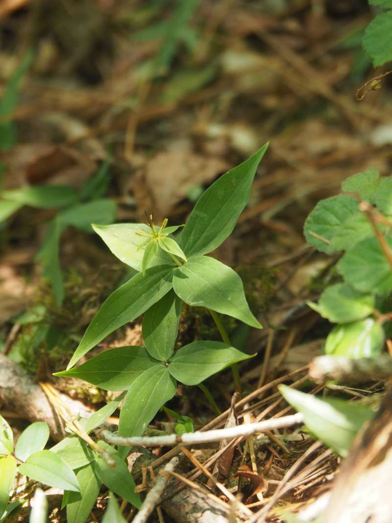 P6017367
