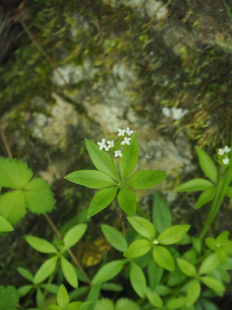 P6017409