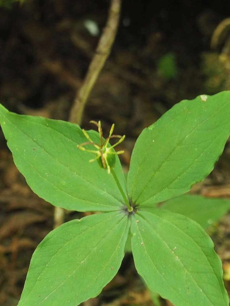 P6017438