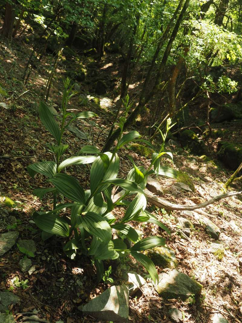 P6017516