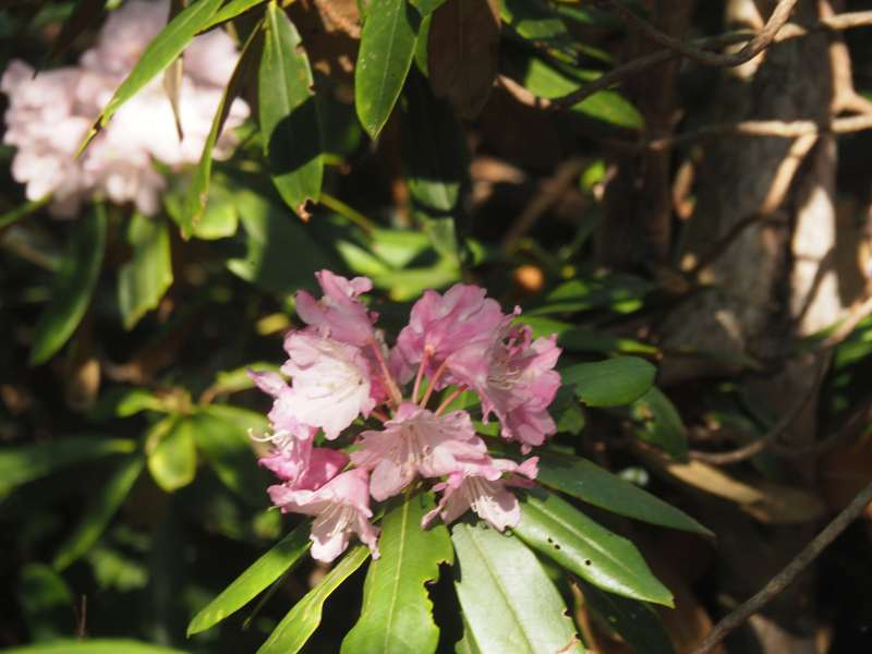 P6017537