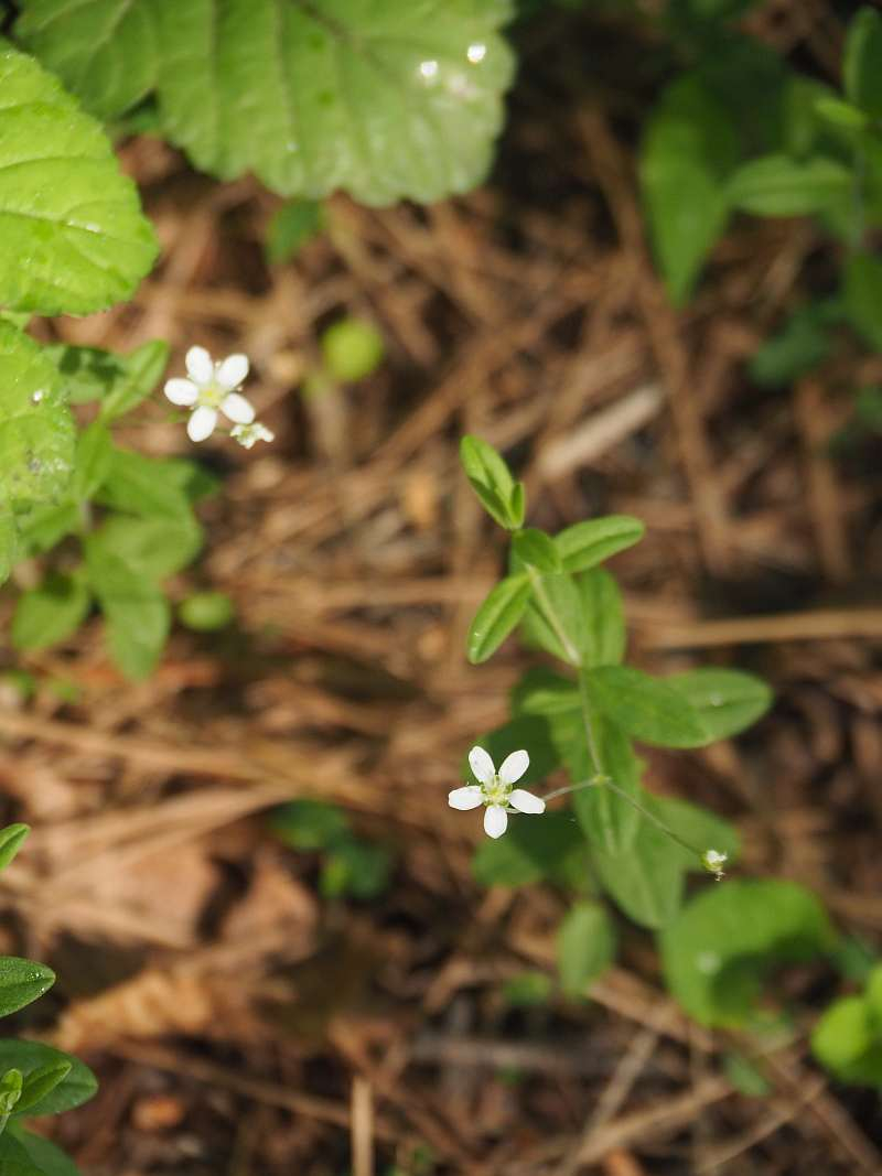 P6077773