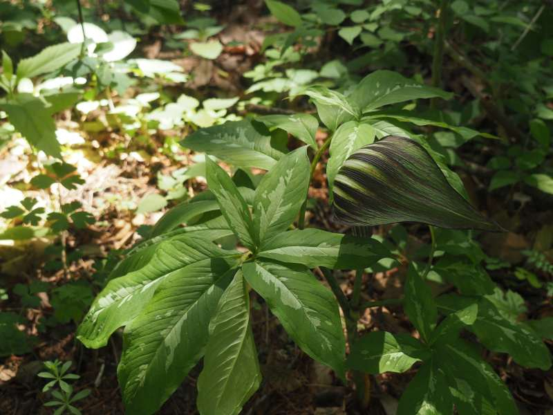 P6077790