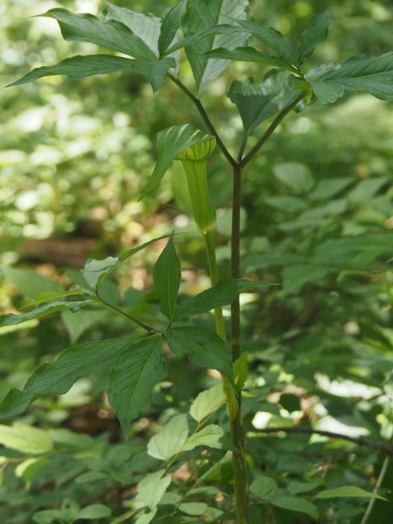 P6077791