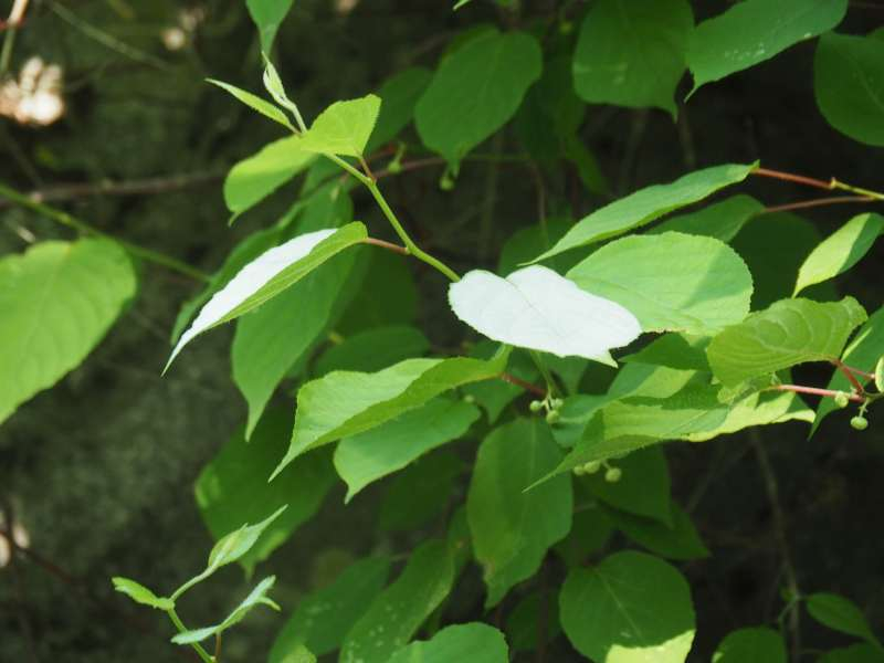 P6077812
