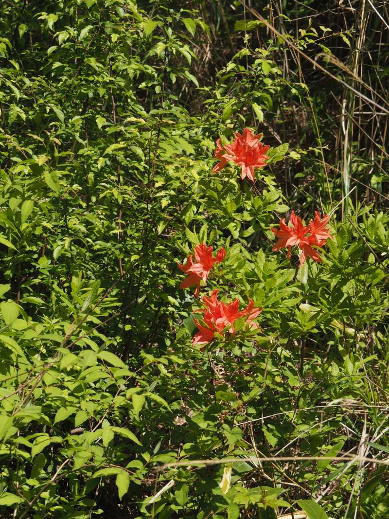 P6077866