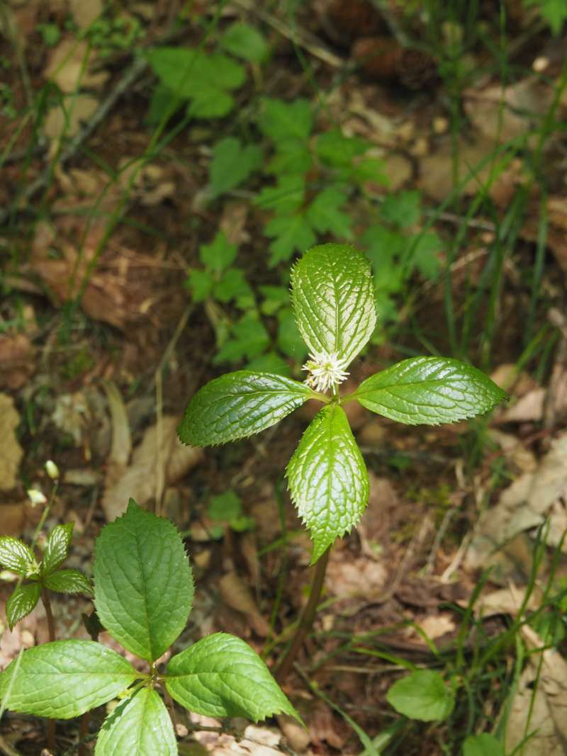 P6077894