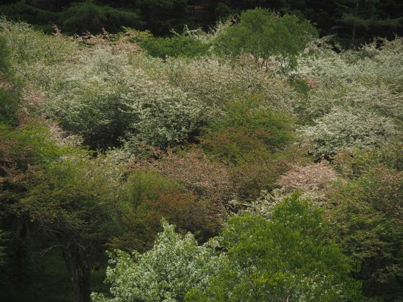 P6077968