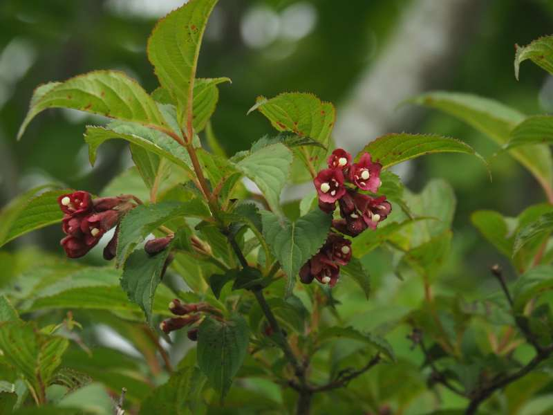 P6168339