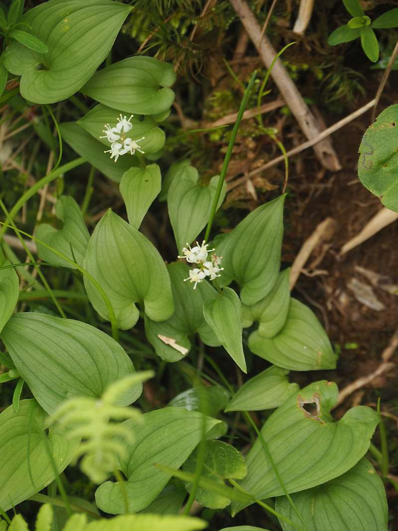 P6168405