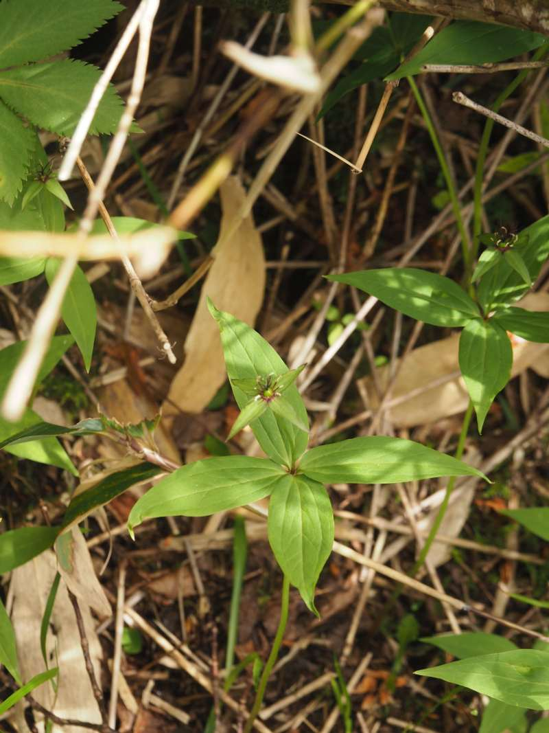 P6168548