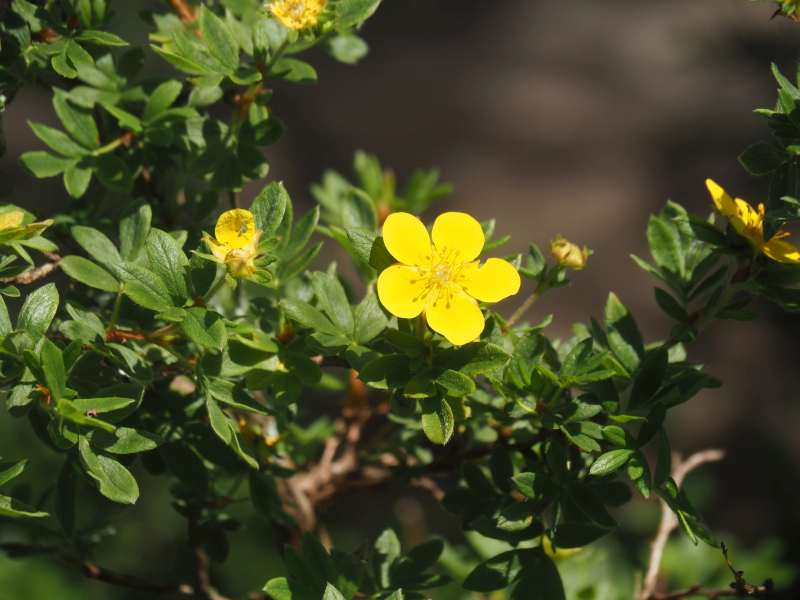 P6218650
