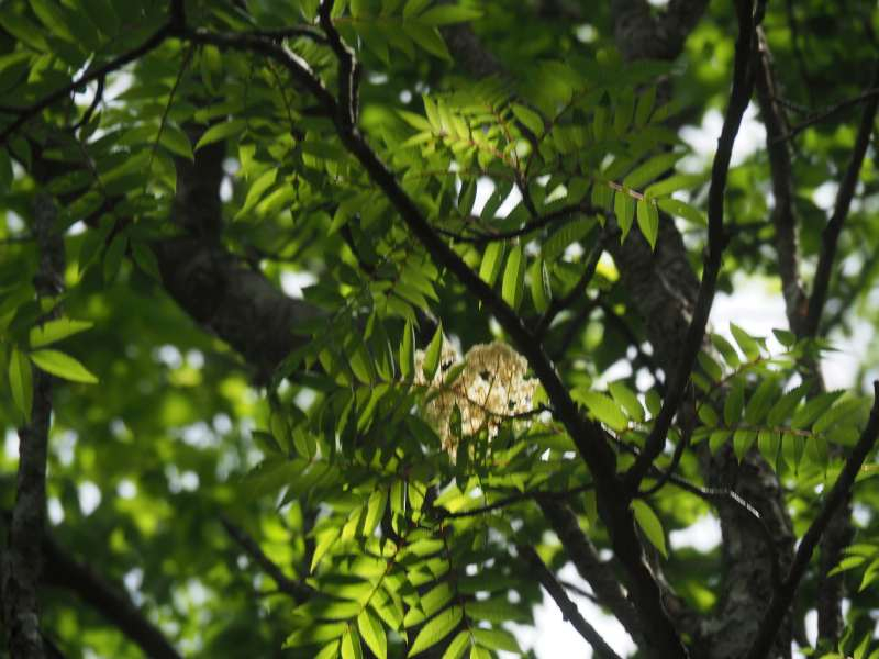 P6218683