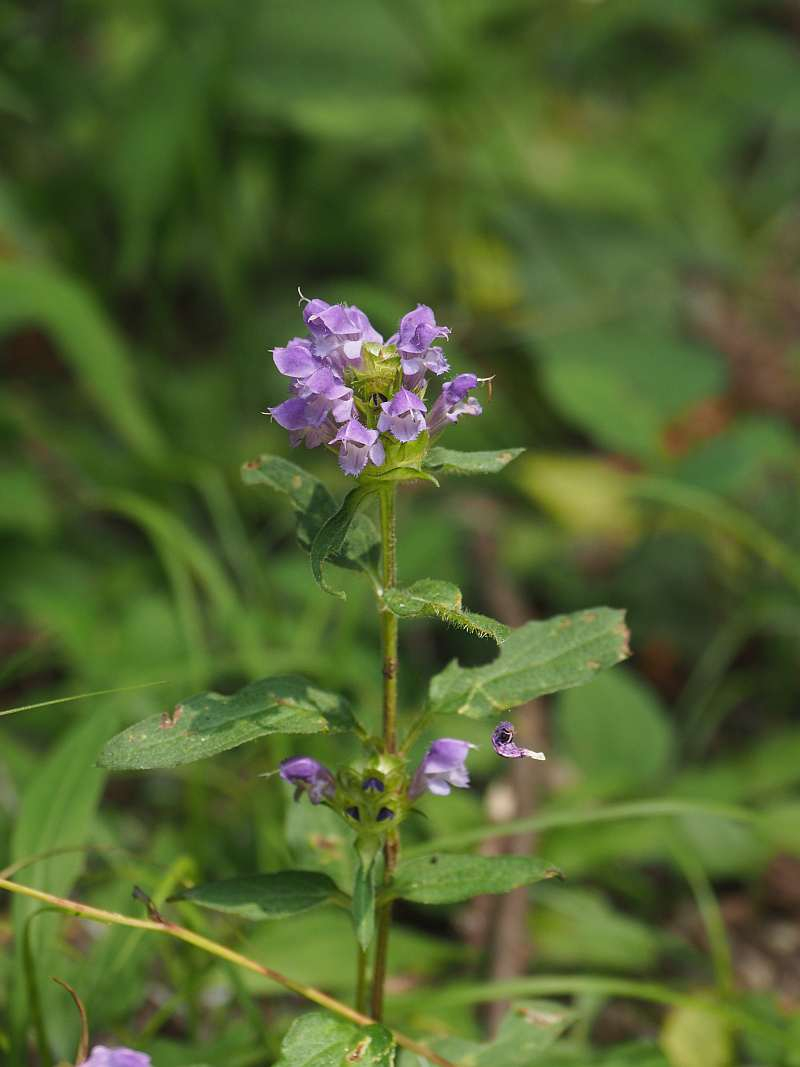 P7019209